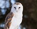 SilverBarnOwl