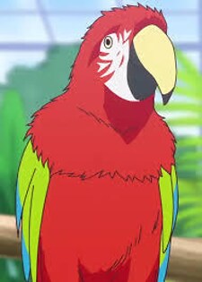 macaw_senpai