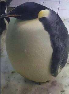 BigPengu