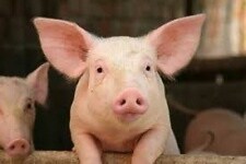 MyAnimeList profile picture for @Piggies