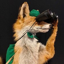 MapleFoxx