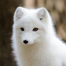 MyAnimeList profile picture for @svalbard