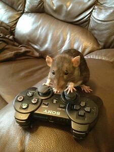 Radioactive_Rat