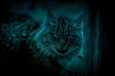 _GhostCat_