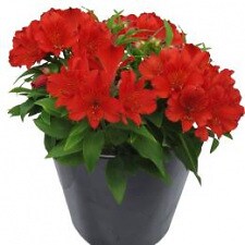 MyAnimeList profile picture for @gardeners