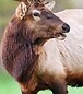 Noobish_Elk