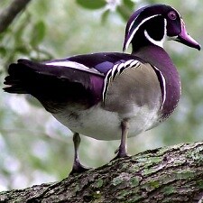 PurpleForestDuck