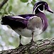 PurpleForestDuck