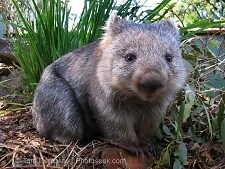 anuglywombat
