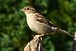 SabSparrow