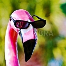 flamingo-kun