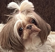 MyAnimeList profile picture for @EnzoS