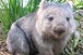 WomblingWombat