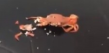crab_f